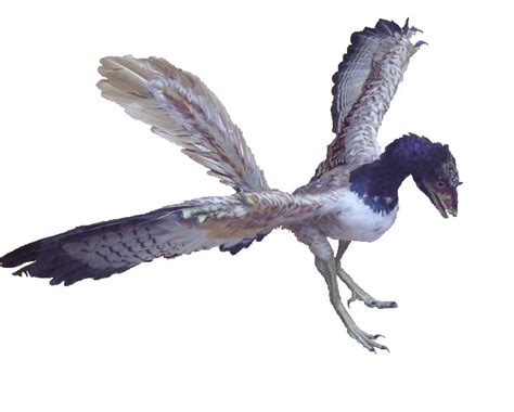 Archaeopteryx Pictures & Facts - The Dinosaur Database