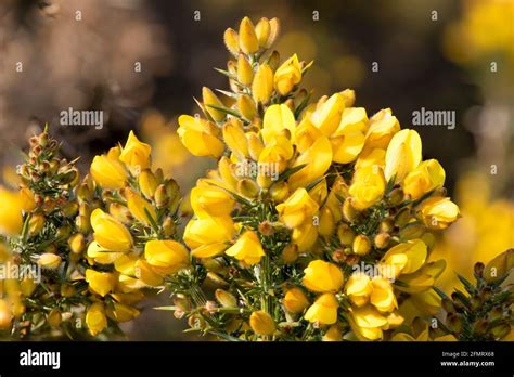 Close Up Of Common Gorse Ulex Europaeus Flowers In Bloom Stock Photo