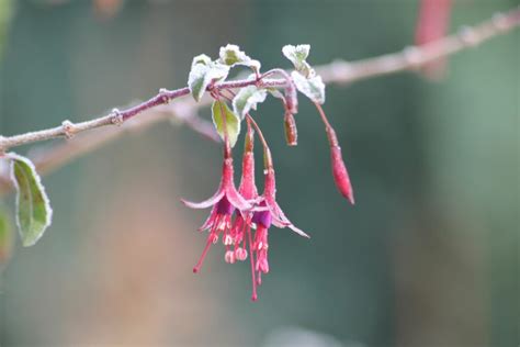 Types Of Fuchsias Hanging And Standing Fuchsias Plantura