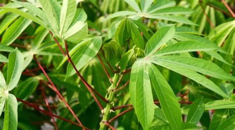 Health Benefits Of Cassava Leaves You May Not Know Ghnewslive