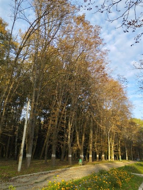 Autumn Country Roads Tree Plants