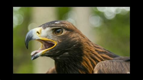 Golden Eagle Vs Peregrine Falcon Youtube