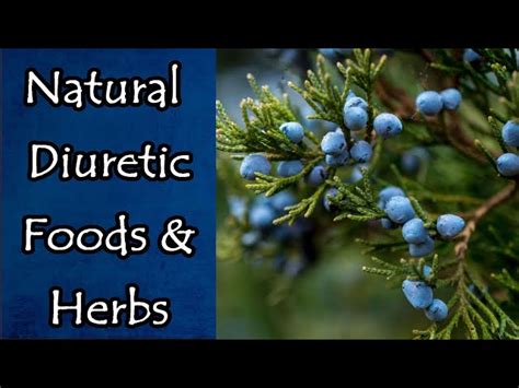 Natural Diuretic Foods And Herbs A Complete Guide Schooltube