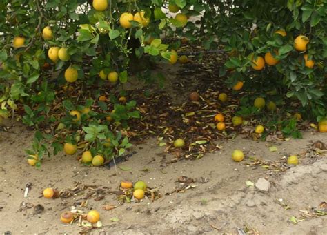 Dissecting Citrus Fruit Drop And What To Do Next Season Growing Produce