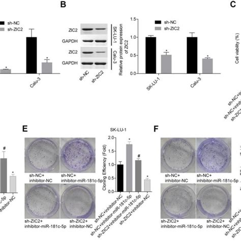 Knockdown Of Mir 181c 5p Inhibited Luad Cell Growth Via Targeting Zic2