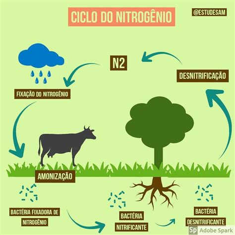 Ciclo Do Nitrogênio Esquema