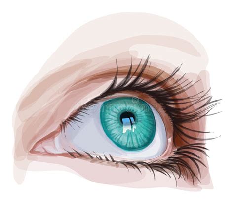 Green Eye Stock Vector Illustration Of Sight Female 53544241