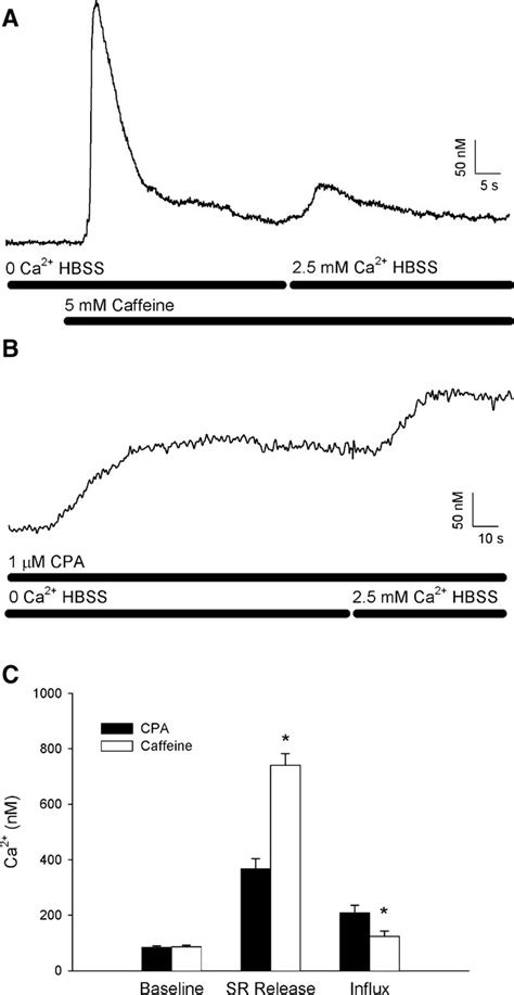 Store Operated Ca2 Entry In Porcine Airway Smooth Muscle American Journal Of Physiology Lung