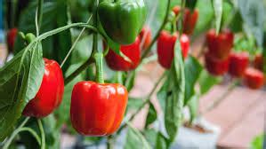 Capsicum Farming In Kenya A Guide From Farm To Home