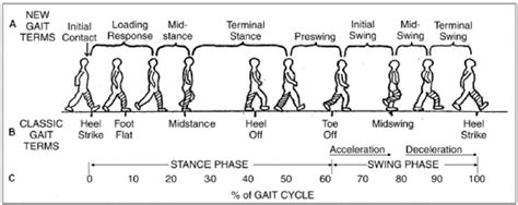 Illustration of different phases of the gait cycle. ( A ) New gait ...