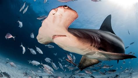 Winghead Shark Eusphyra Blochii Sharks Info