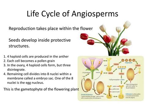 Ppt Chapter 24 Reproduction Of Seed Plants Powerpoint Presentation Free Download Id 5335208