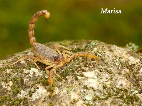 Miradas Cantábricas Escorpión Común Escorpión Mediterráneo Escorpión