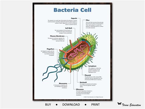 Bacteria Cell Poster, Educational Poster, Science Biology Classroom ...