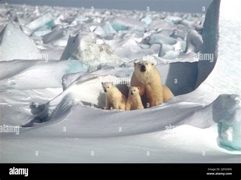 Polar Bears Adult And Her Cubs The Usgs Studies Polar Bears And Their