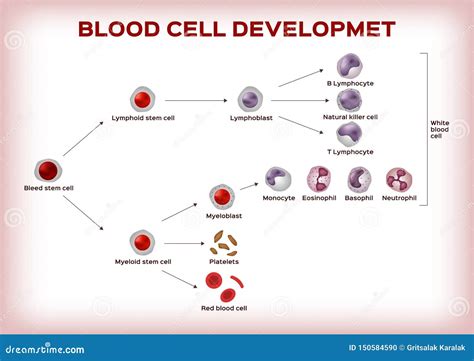 White Blood Cell Chart