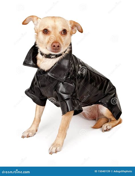 Chihuahua Mix Dog Wearing Black Leather Jacket Stock Image - Image of