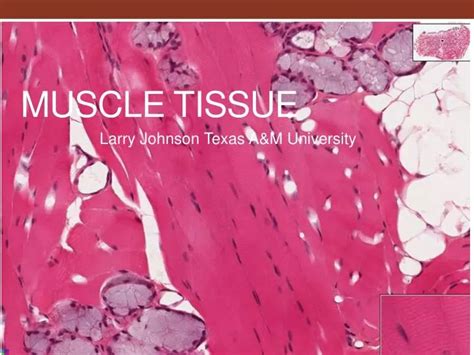 Ppt Muscle Tissue Powerpoint Presentation Free Download Id 2767184