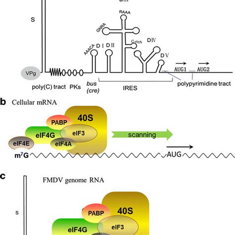 Life Cycle Of Fmdv In Host Cells Nsps Non Structural Proteins Hs