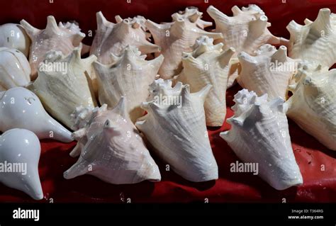 Sea Shells In The Market Conch Shells At Puri Sea Beach Evening Market