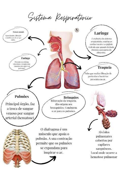 Mapa Conceptual Sistema Respiratorio Saritta Mapa Conceptual Images