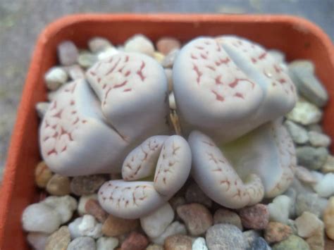 Lithops Karasmontana World Of Succulents