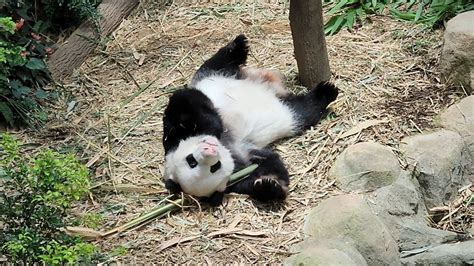 20230223 Daddy Panda Kai Kai Acting Cute 凯凯卖萌 River Wonders Singapore