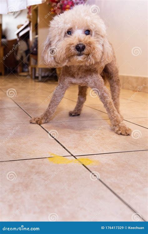 Toy Poodle Dog Vomits Yellow Substance Suspected To Be Bile Stock Image - Image of sick, food ...