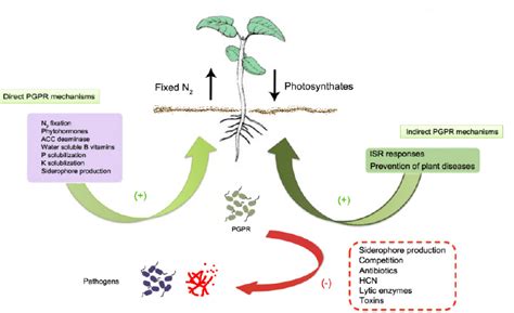 Mechanisms Of Plant Growth Promoting Rhizobacteria Download