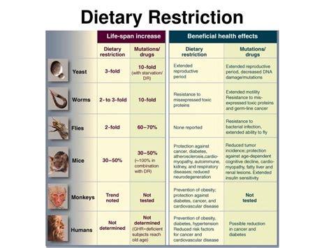 Ppt Food For Thought How Diet Influences Brain Health Powerpoint Presentation Id1082068