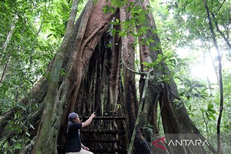 Dishut Lampung Sebut Petani Hutan Berperan Jaga Hutan Lestari Antara News