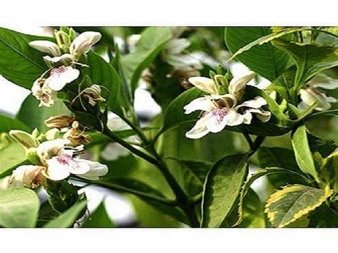 Adhatoda Vasica Natural & Ayurvedic Herbs Wholesale Supplier India