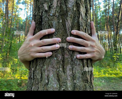 Person hugs a tree. Hands embrace trunk of a tree, selective focus ...