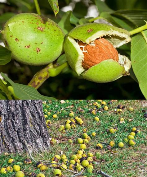 Dove Non Piantare Un Noce Questo Albero Misterioso Consigli Da Un