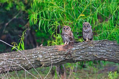 Pair Of Barred Owl Fledglings Steve Creek Wildlife Photography