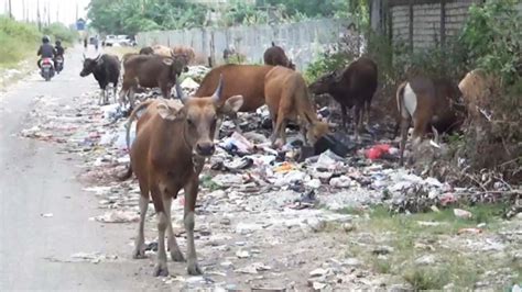 Waspada Sapi Kurban Makan Sampah Ini Bahayanya Untuk Kesehatan