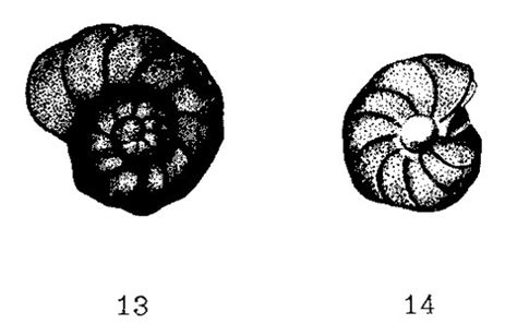 Cibicides Pseudowuellerstorfi Unknown None Eocene Paleogene Foraminifera