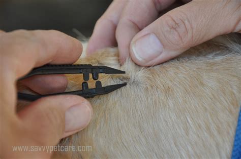 Safely Remove a Tick - How to Safely Remove a Tick from Your Pet