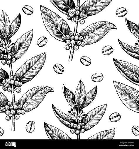 Coffee Branches And Beans Seamless Pattern In Engraving Vintage Style