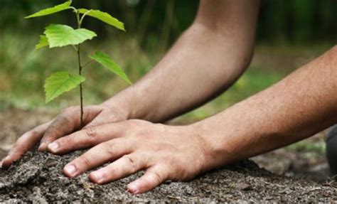 Distribution D Arbres Nicolet Le Courrier Sud