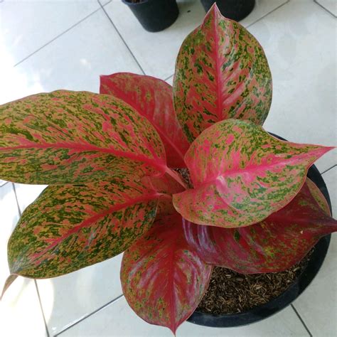 Jual Tanaman Hias Indoor Aglaonema Alexander Murah Di Lapak Karya