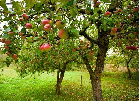 Apple Trees: Everything You Ever Wanted to Know– FastGrowingTrees.com