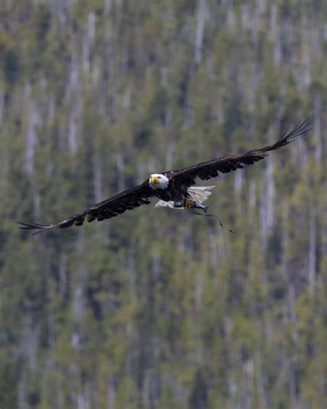 Por Qu Las Guilas Chillan Guia De Aves