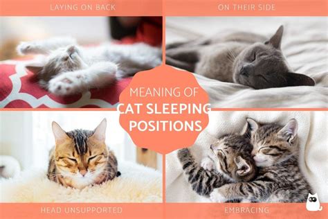 What Do Different Cat Sleeping Positions Mean 8 Common Sleeping Cat