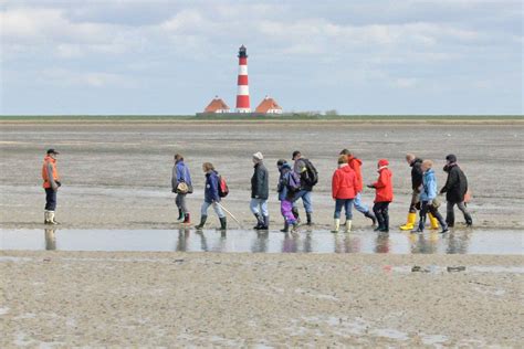 Wattf Hrung Vor Westerhever Mit Der Schutzstation Wattenmeer