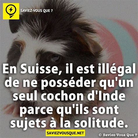 En Suisse Il Est Ill Gal De Ne Poss Der Quun Seul Cochon Dinde Parce