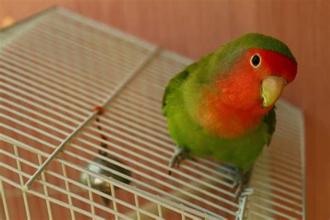 12 Best Beginner Birds A Complete Guide The Pet Savvy