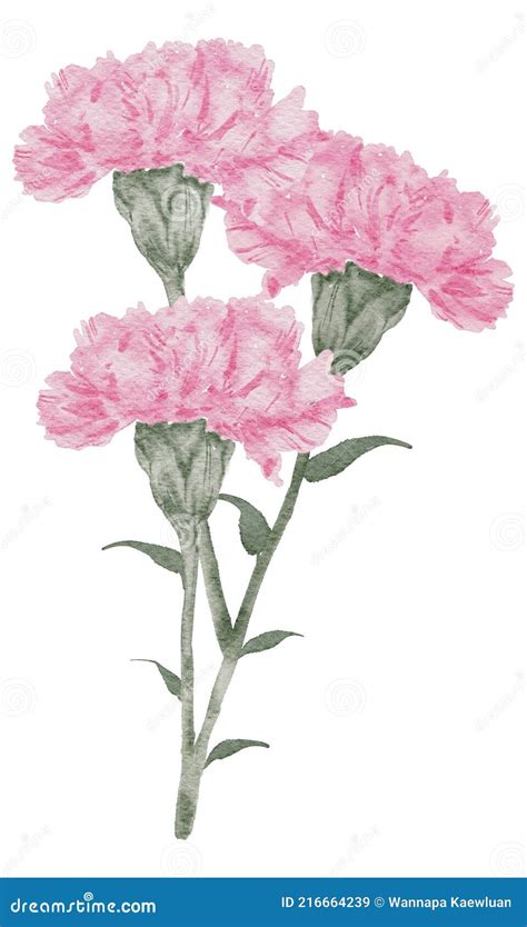 Carnation Flower Watercolor Collection Stock Image Illustration Of