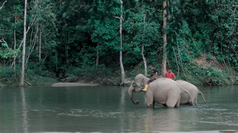 Melihat Lebih Dekat Gajah Mandi Dan Bermain Di CRU Sampoiniet