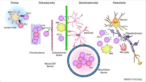 Il 17 Receptor Signaling And T Helper 17 Mediated Autoimmune